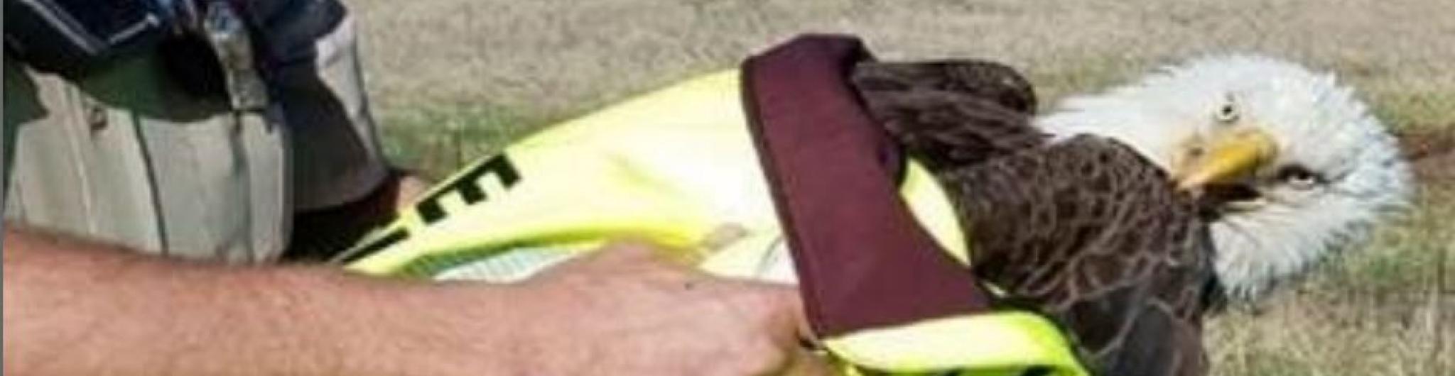 spiewak bridge parka